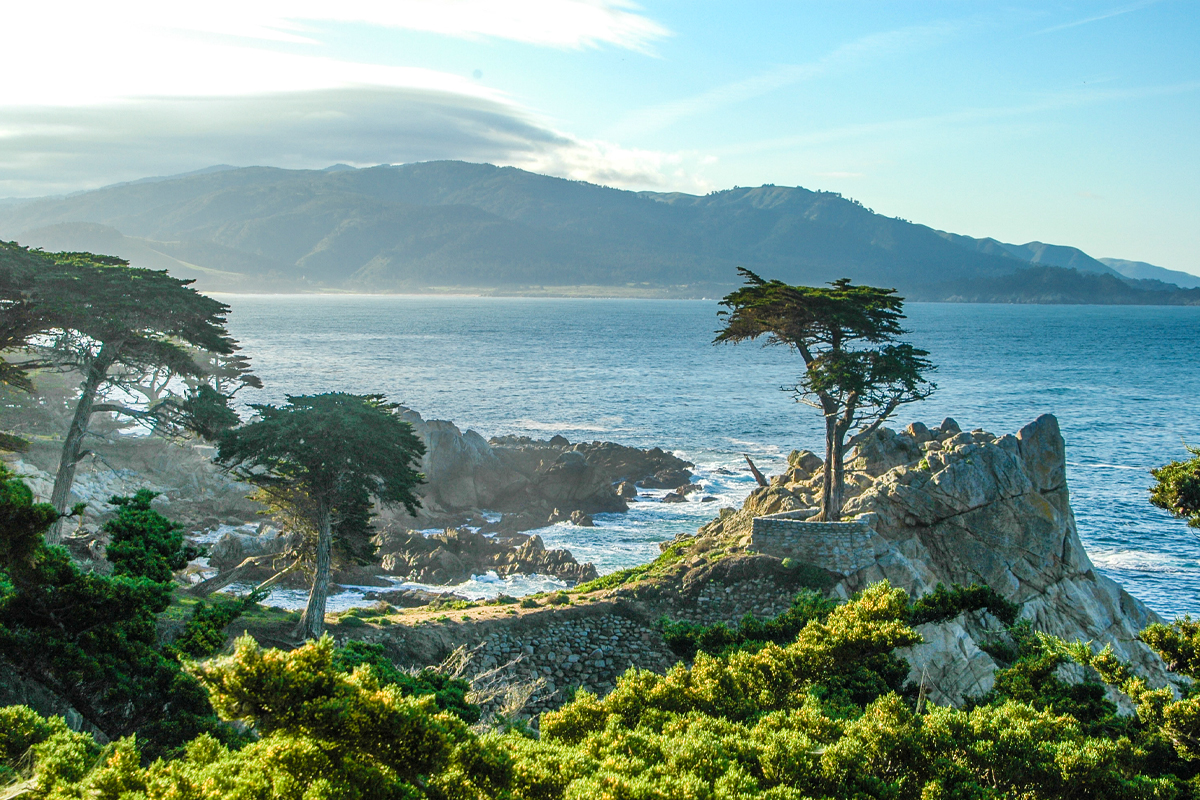 Cypress trees along the California Coast