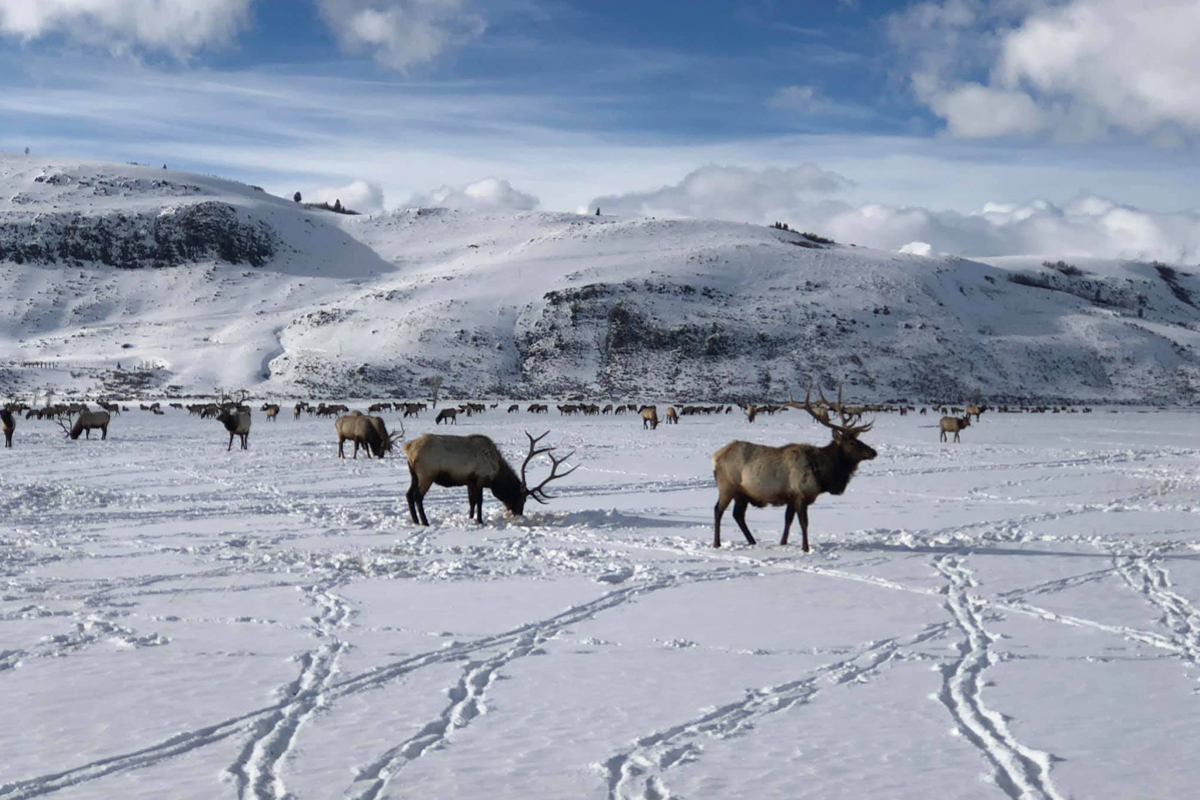 Jackson Hole Elk Refuge